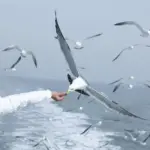 Kan jeg få spiseforklæder med justerbare stropper eller lukninger?